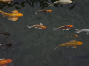 Koi Pond